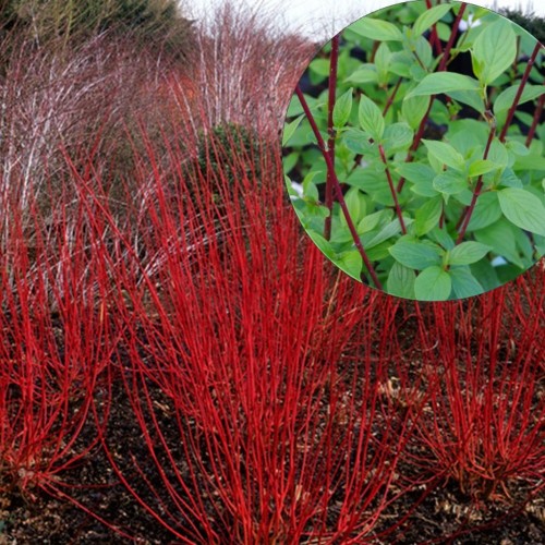 Cornus alba 'Westonbirt' - Siberi kontpuu 'Sibirica' C2/2L